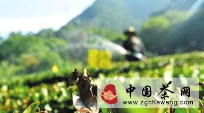 有关于明年春茶减产已成定局的新闻