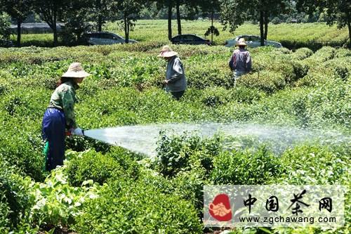 有关于茶届动态：杭州茶农抗旱护茶的信息(4)
