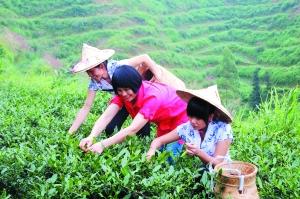 关于安溪铁观音在广东龙门县“落地生根”的热门消息
