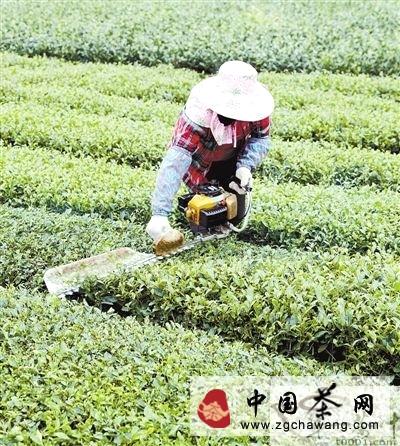 有关于永定县挖掘传统名茶“高东茶”优势的热门信息