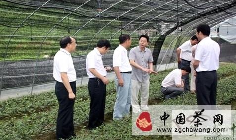 关于紫阳东木镇茶苗繁育基地初具规模的消息