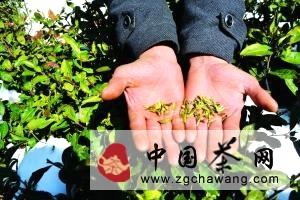 关于贵阳凝冻冻蔫一片早春茶 损失预计高达500万元的最新资讯