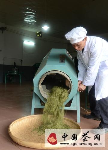 关于广西昭平县：茶乡“抢”春的信息(3)