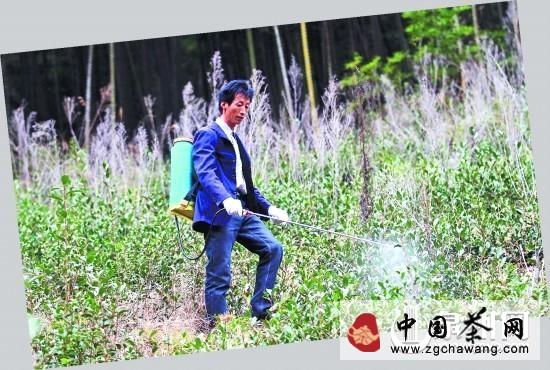 关于安溪有机茶发展驶入快车道的最新资讯(2)