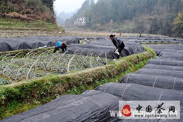 关于恩施全市800亩茶叶苗圃进入春管期的最新消息