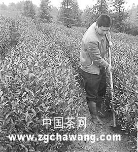 关于种茶能手兰成发的“金石岩茶”品牌梦的资讯