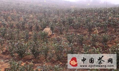 有关于黔茶发现之旅一 探访久安历经千年古茶树群的热门消息(1)