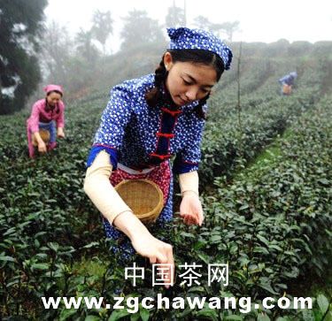 有关于峨眉高山早春茶提前开采 价格大幅上涨的消息