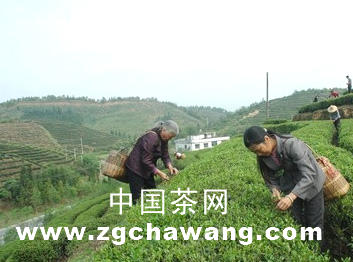 关于信丰新田镇茶农抢摘明前茶的信息
