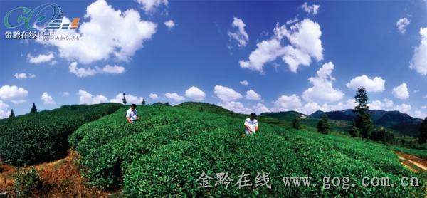 有关于石阡茶产业发展见闻的信息