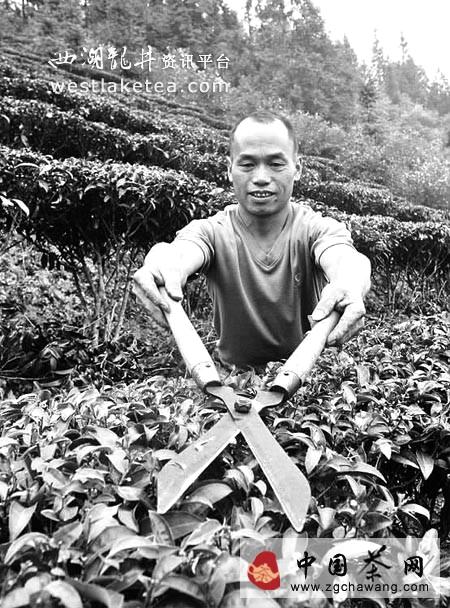 关于三江县１４万亩茶园已进入冬季管理阶段(图)的资讯