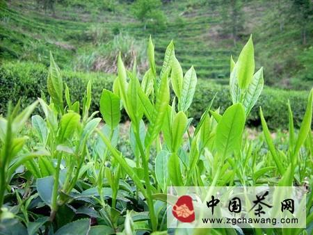 关于论：茶叶营销经验的信息(1)