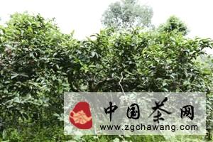 有关于云南茶好,古茶树更需保护好的最新资讯(1)