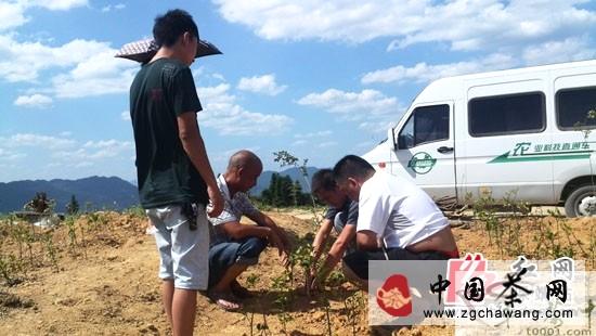 有关于保靖县茶叶办指导茶农抗旱救灾的热门新闻(2)