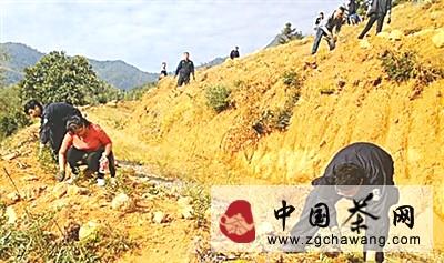 关于武夷山市洋庄乡整治违规开垦茶山60余亩(图)的新闻