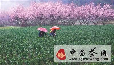 有关于云和名茶“仙宫雪毫”清香四溢的热门资讯(1)