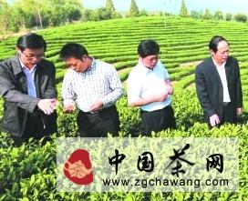 有关于松阳：“全国第一绿茶”是这样泡出来的(图)的最新信息