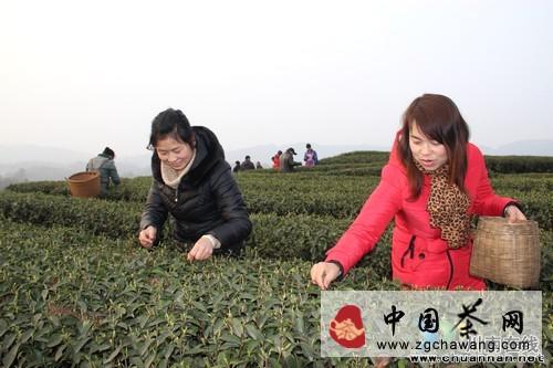 关于泸州纳溪：特早茶上市“飘香” 青山采茶忙的最新信息