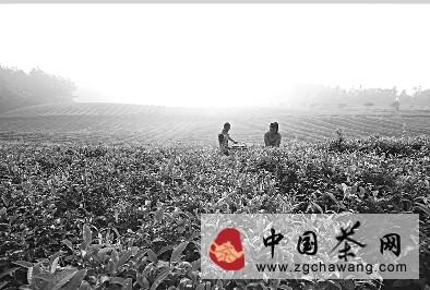 有关于凤冈夏茶受损秋茶补的热门资讯