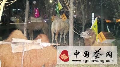 关于“重走茶叶之路”百头骆驼到汉“减员”一半的信息