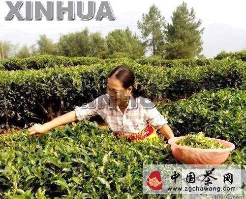 有关于昭平县16万多亩茶园晚秋茶采摘忙的热门信息