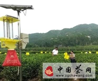 关于岳西县建立千亩茶叶绿色防控示范区的新闻