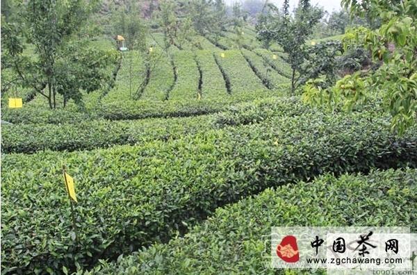 关于宜宾茶企将抱团参展第十四届西博会的最新资讯