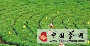 有关于梁河县茶技站力促茶叶产业发展纪实的热门信息