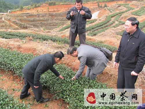 有关于三明市一茶叶标准园建设项目通过验收的热门消息