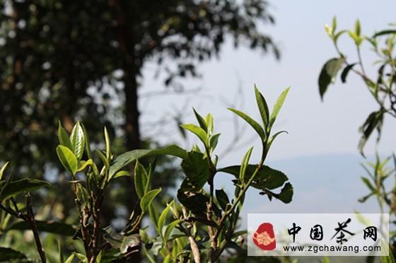 关于则道联手CCTV发现之旅频道《纪录东方》栏目 揭秘曼松贡茶山神秘历史的新闻(1)