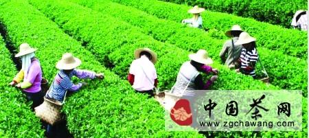 关于“嘉应茗茶”引领茶叶产业发展的最新消息