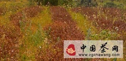 关于江西茶园普遍遭受旱灾 各地全力以赴抗旱救灾的最新资讯(1)