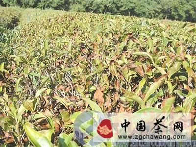 关于株洲三成茶树渴死 茶农损失超一亿元的最新消息