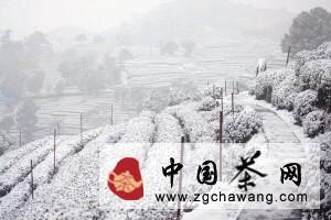 关于杭州马年初雪，对今年春茶好处多多的最新消息(1)