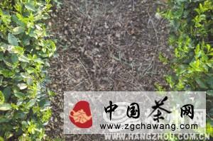 有关于杭州迎来后高温时期，龙井茶农还是不得闲(图)的最新信息(8)