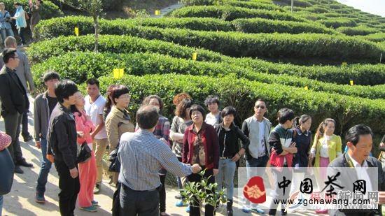 有关于白茶品质的关键技术和营销培训班在福鼎开班的新闻