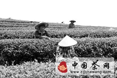 有关于福建泉州大力推进出口茶叶质量安全示范区建设的资讯