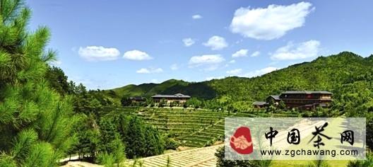 有关于非遗之旅, 探寻安溪铁观音传统正味的最新资讯