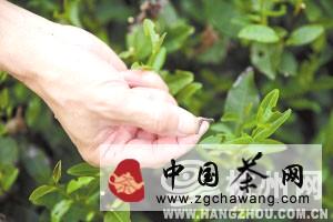 关于后高温时期，茶农还是不得闲的热门信息(2)