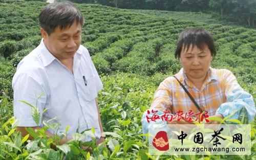 关于乌石农场推广李渠英科学管茶采茶经验的消息