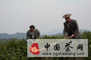 有关于青田县仁宫乡对茶园进行冬管的热门资讯