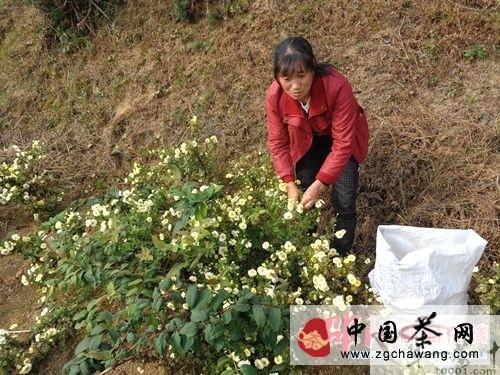 有关于隆回县瑶族乡村民种植浙江杭白菊致富的新闻(1)