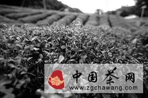 关于宁波部山区干旱显现 秋茶大幅减产的最新资讯