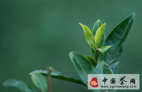 有关于生态重建激活雅安茶产业造血功能的新闻(1)