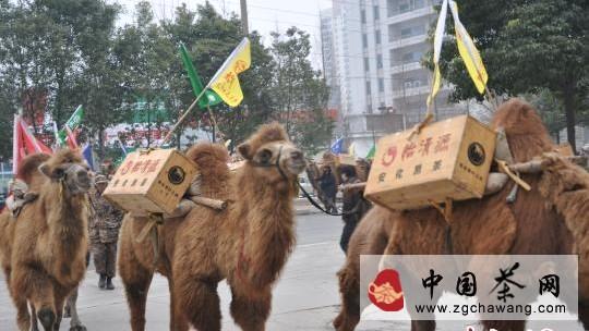 有关于“重走茶叶之路”驼队载茶行走11国的最新消息