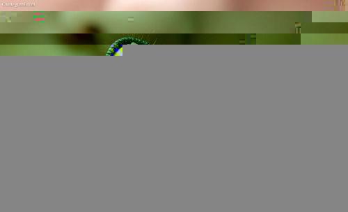 有关于【央视纪录】《茶,一片树叶的故事》之二“路的尽头”的最新资讯(12)