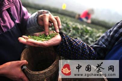 有关于2014竹叶青春茶 清新上市的消息(3)