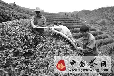 有关于临岐溪口茶厂首次投入碾茶生产的资讯