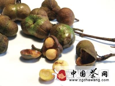 关于茶局浅析：茶叶籽全产业链开发窥探的热门信息