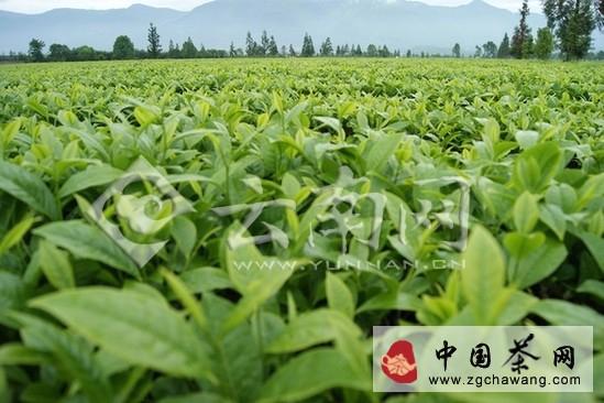 关于耿马县推进生态茶园建设 注重提升茶产业效益的最新消息